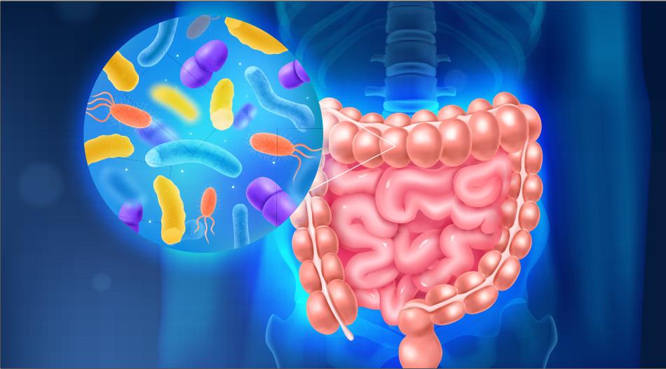 Probiotic có vai trò gì với người  bệnh đại tràng?