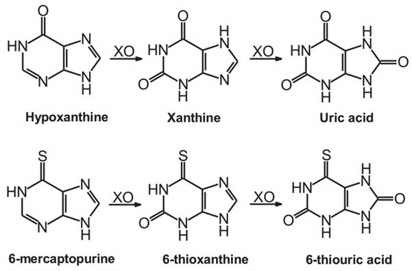 Enzym xanthin oxidase xúc tác phản ứng chuyển purin thành acid uric