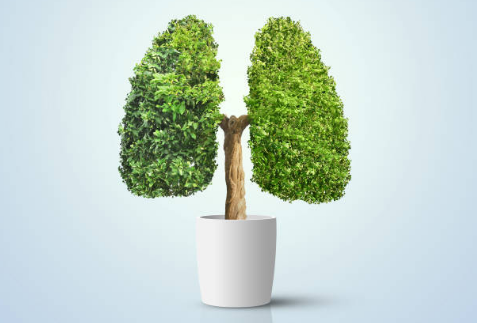 Giải độc cho phổi là việc bắt buộc phải làm nếu muốn phòng ngừa ung thư phổi