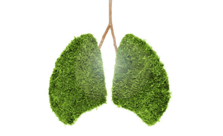 Giải độc phổi là điều bắt buộc phải làm nếu muốn phòng ung thư phổi hiệu quả