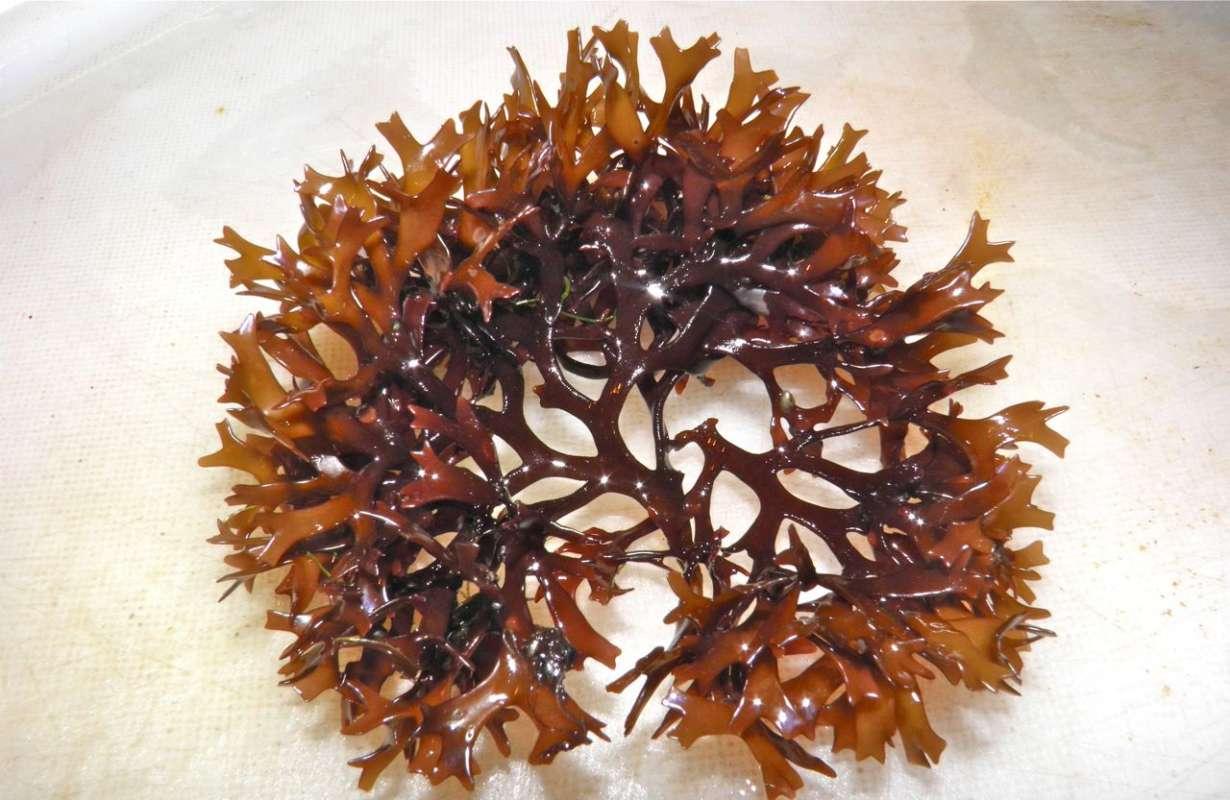 Fucoidan từ tảo nâu Nhật Bản có tác dụng giúp phòng ngừa ung thư phổi