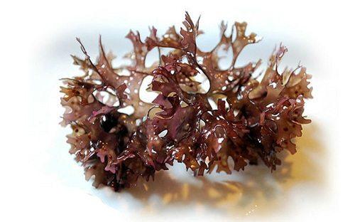 Fucoidan từ tảo nâu giúp hạn chế nguy cơ mắc ung thư phổi.