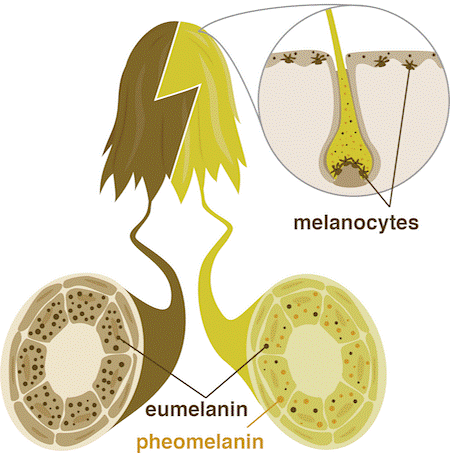 Sự hình thành màu tóc nhờ các tế bào melanocyte