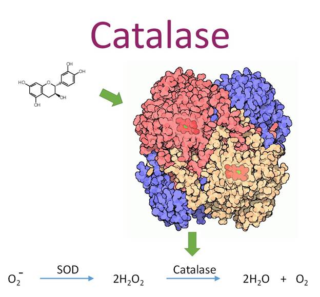 Sụt giảm catalase enzyme làm tăng tích tụ H2O2 gây bạc tóc