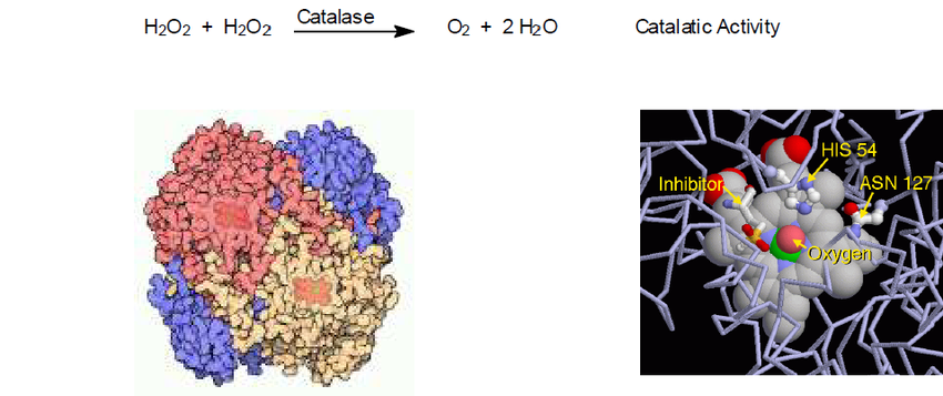 Enzyme catalase- Loại bỏ tận gốc nguyên nhân gây bạc tóc
