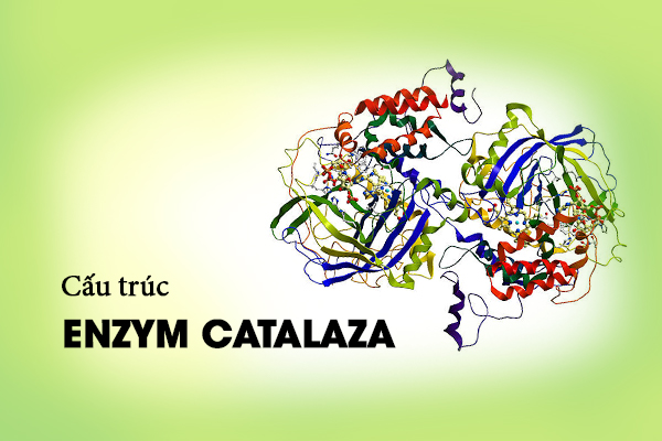 Enzym catalaza có ở đâu và chức năng như thế nào?