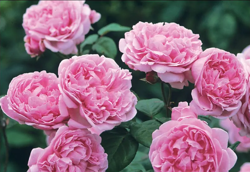 Hương thơm từ hoa hồng Damask giúp cải thiện giấc ngủ