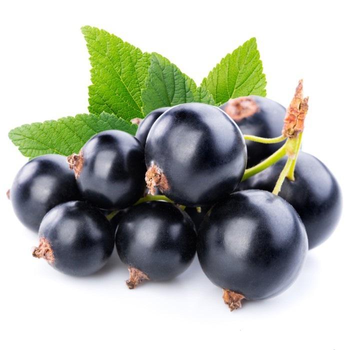 Lý chua đen (Ribes nigrum) - dược liệu quý giúp bảo vệ thành tĩnh mạch