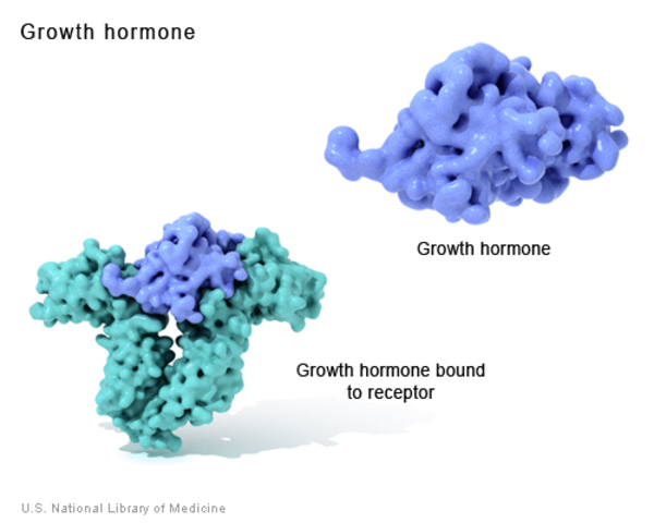 Vai trò của hormon tăng trưởng đối với cơ thể